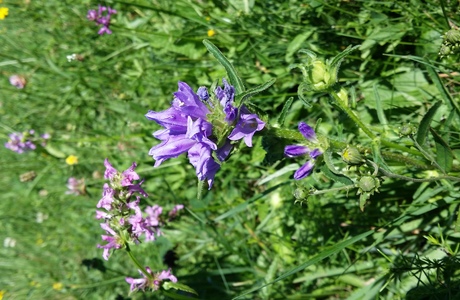 Borstige Glockenblume (Campanula cervicaria) - © Bernard Wieser