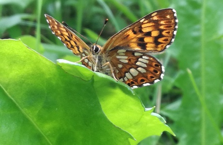 Schlüsselblumen-Würfelfalter (Hamearis lucina) - © Bernard Wieser Schlüsselblumen-Würfelfalter (Hamearis lucina) - © Bernard Wieser