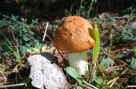 Weißstielige Rotkappe (Leccinum leucopodium) - © Bernard Wieser