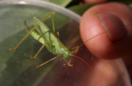 Gemeine Eichenschrecke (Meconema thalassinum) - © Willi Stani Gemeine Eichenschrecke (Meconema thalassinum) - © Willi Stani