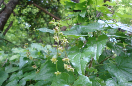 Schmerwurz (Dioscorea communis) - © Bernard Wieser Schmerwurz (Dioscorea communis) - © Bernard Wieser