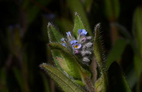 Hügel-Vergissmeinnicht (Myosotis ramosissima) - © Bernard Wieser