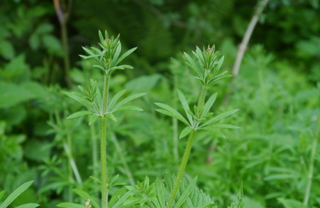 Großes Klettlabkraut (Galium aparine) - © Patrick Schwager Großes Klettlabkraut (Galium aparine) - © Patrick Schwager