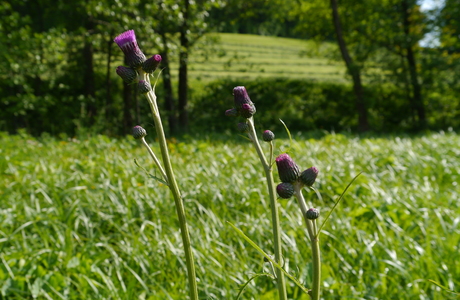 Bach-Kratzdistel (Cirsium rivulare) - © Patrick Schwager Bach-Kratzdistel (Cirsium rivulare) - © Patrick Schwager