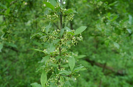 Gewöhnliches Pfaffenhütchen (Euonymus europaea) - © Patrick Schwager Gewöhnliches Pfaffenhütchen (Euonymus europaea) - © Patrick Schwager