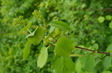 Blutroter Hartriegel (Cornus sanguinea) - © Patrick Schwager Blutroter Hartriegel (Cornus sanguinea) - © Patrick Schwager