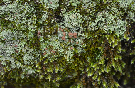 Gestutzte Rentierflechte (Cladonia caespiticia) - © Bernard Wieser