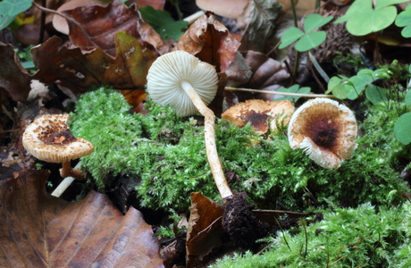 Kastanienbrauner Schirmling (Lepiota castanea) - © Helmut Pidlich-Aigner