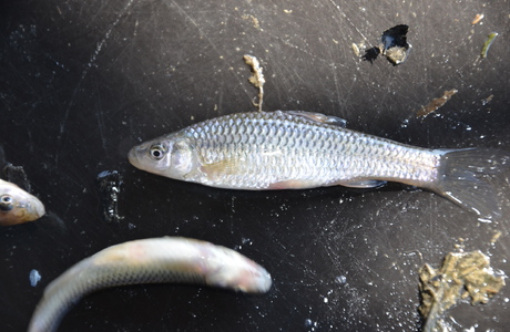 Blaubandbärbling (Pseudorasbora  parva) - © Bernard Wieser