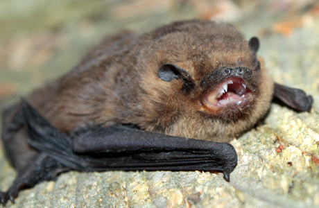 Mückenfledermaus (Pipistrellus pygmaeus) - © Oliver Gebhardt