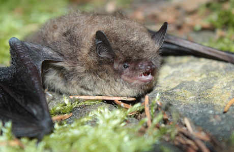 Rauhhautfledermaus (Pipistrellus nathusii) - © Oliver Gebhardt Rauhhautfledermaus (Pipistrellus nathusii) - © Oliver Gebhardt