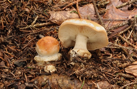Knolliger Schleierritterling (Leucocortinarius bulbiger) - © Michaela und Gernot Friebes