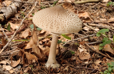 Gewöhnlicher Zitzen-Riesenschirmling (Macrolepiota mastoidea) - © Michaela und Gernot Friebes