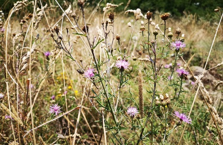 Rispen-Flockenblume (Centaurea stoebe) - © Bernard Wieser