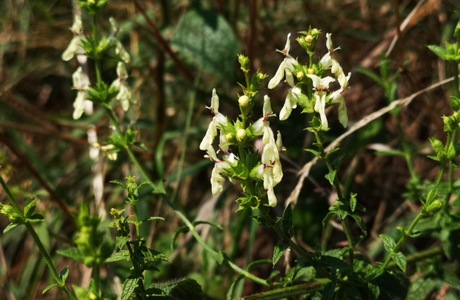 Aufrechter Ziest (Stachys recta) - © Bernard Wieser