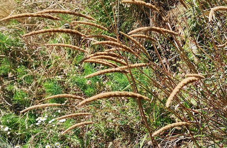 Steppen-Lieschgras (Phleum phleoides) - © Bernard Wieser Steppen-Lieschgras (Phleum phleoides) - © Bernard Wieser