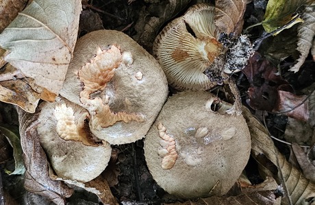 Erlen-Krempling (Paxillus rubicudulus) - © Mag. Bernard Wieser