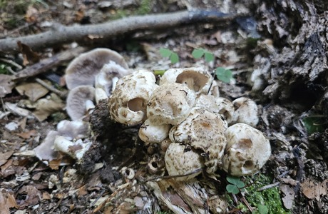 Pinsel-Faserling (Psathyrella cotonea) - © Mag. Bernard Wieser Pinsel-Faserling (Psathyrella cotonea) - © Mag. Bernard Wieser