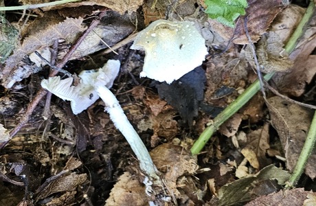 Blassblauer Träuschling (Stropharia pseudocyanea) - © Mag. Bernard Wieser