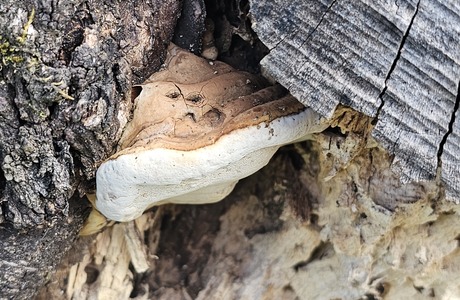 Wulstiger Lackporling (Ganoderma australe) - © Mag. Bernard Wieser