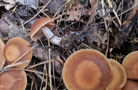 Marillen-Wasserkopf, Aprikosen-Wasserkopf (Cortinarius armeniacus agg.) - © Bernard Wieser Marillen-Wasserkopf, Aprikosen-Wasserkopf (Cortinarius armeniacus agg.) - © Bernard Wieser