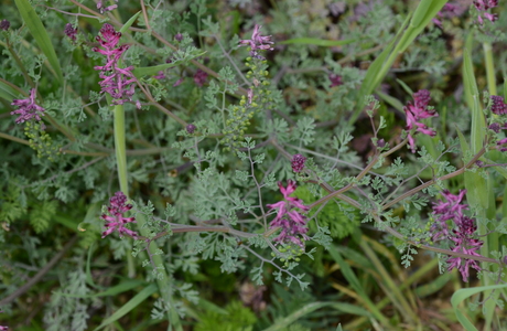 Gewöhnlicher Erdrauch (Fumaria officinalis) - © Bernard Wieser