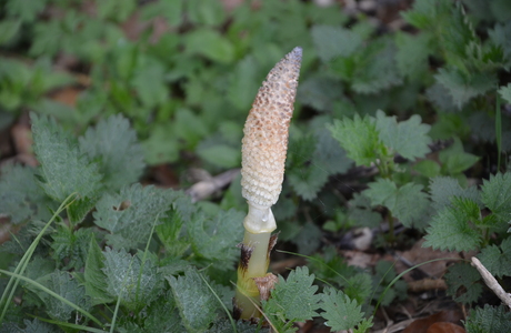 Riesen-Schachtelhalm (Equisetum telmateia) - © Bernard Wieser