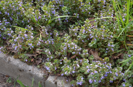 Gewöhnliche Gundelrebe (Glechoma hederacea) - © Bernard Wieser