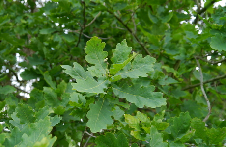Stieleiche (Quercus robur) - © Patrick Schwager Stieleiche (Quercus robur) - © Patrick Schwager