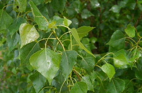 Schwarzpappel (Populus nigra) - © Patrick Schwager