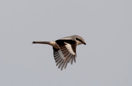 Nördlicher Raubwürger (Lanius excupitor) - © Christian Malacic