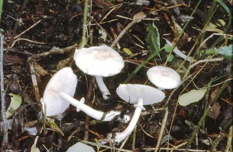 Rosablättriger Egerlingsschirmpilz (Leucoagaricus leucothites) - © Helmut Pidlich-Aigner 