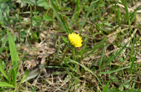 Sumpf-Löwenzahn (Taraxacum palustre) - © Bernard Wieser