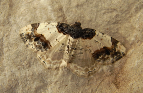 Pfaffenhütchen-Harlekin, Spindelbaumspanner (Ligdia adustata) - © Rupert Fauster
