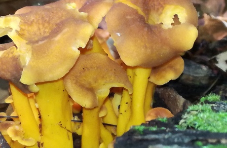 Trompeten-Pfifferling (Craterellus tubaeformis) - © Bernard Wieser