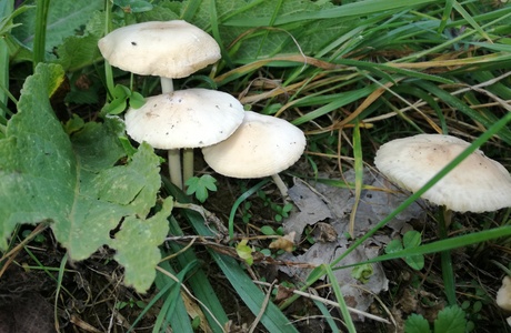Nelkenschwindling (Marasmius oreades) - © Bernard Wieser Nelkenschwindling (Marasmius oreades) - © Bernard Wieser
