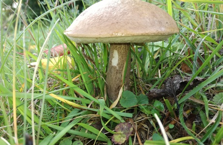 Harter Pappel-Rauhfußröhrling (Leccinum duriusculum) - © Bernard Wieser