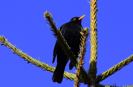 Amsel (Turdus merula) - © Peter Cizek