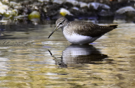 Waldwasserläufer (Tringa ochropus) - © Peter Cizek
