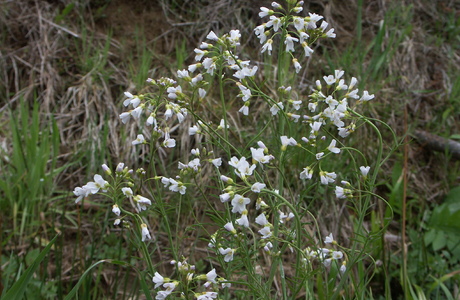 Wiesen-Schaumkresse (Cardamine pratensis) - © Bernard Wieser Wiesen-Schaumkresse (Cardamine pratensis) - © Bernard Wieser