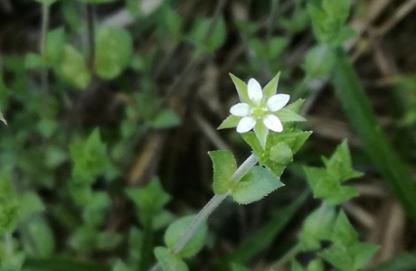 Quendel-Sandkraut (Arenaria serpyllifolia) - © Bernard Wieser