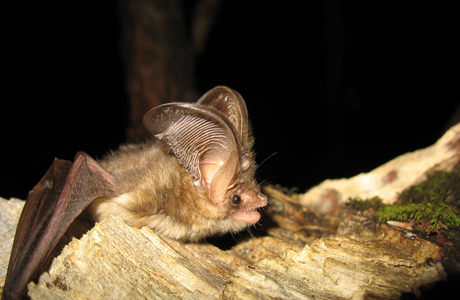 Braunes Langohr (Plecotus auritus) - © Primož Presetnik