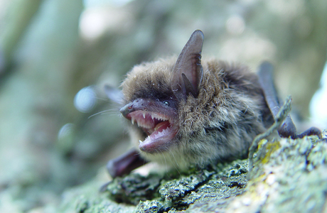 Bartfledermaus (Myotis mystacinus) - © Primož Presetnik Bartfledermaus (Myotis mystacinus) - © Primož Presetnik