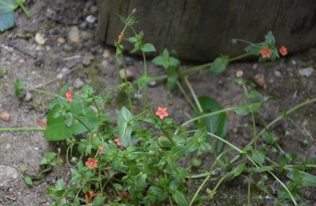 Acker-Gauchheil (Anagallis arvensis) - © Bernard Wieser