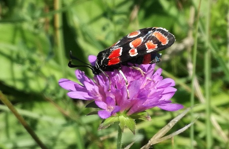 Krainer Widderchen (Zygaena carniolica) - © Bernard Wieser