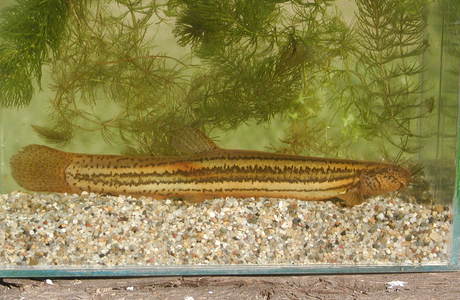Schlammpeitzger (Misgurnus fossilis) - © Darko Grlica