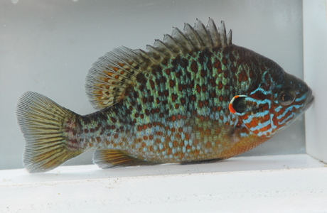 Sonnenbarsch (Lepomis gibbosus) - © Darko Grlica Sonnenbarsch (Lepomis gibbosus) - © Darko Grlica