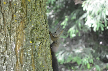 Eichhörnchen (Sciurus vulgaris) - © Bernard Wieser Eichhörnchen (Sciurus vulgaris) - © Bernard Wieser