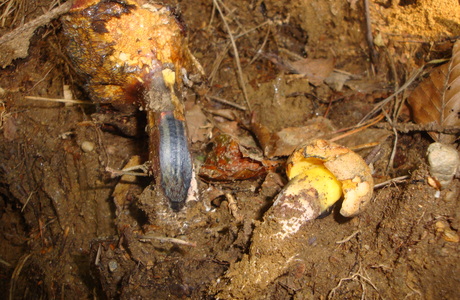 Schwarzblauender Röhrling (Cyanooboletus pulverulentus) - © Bernard Wieser