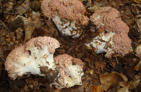 Hahnenkamm (Ramaria botrytis) - © Bernard Wieser